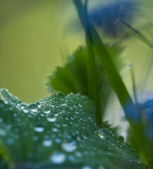 A closeup of a wet plant at spring with lovely bokeh