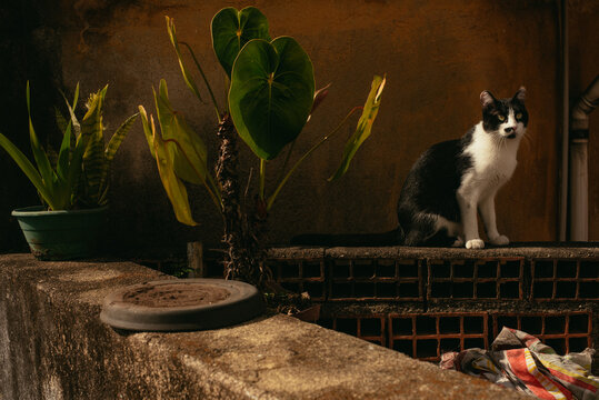 barroc cat