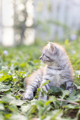 Little tabby kitten in the grass.