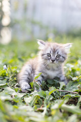 Little tabby kitten in the grass.