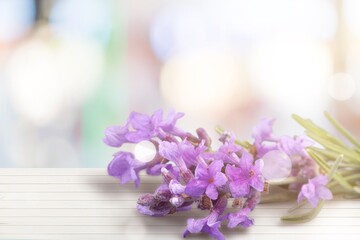 Obraz na płótnie Canvas Beautiful fresh lavender flowers with green leaves