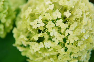close up of hydrangea