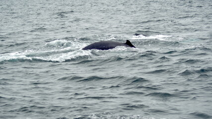 Humpback whale in Machalilla Naitonal Park off the coast of Puerto Lopez, Ecuador