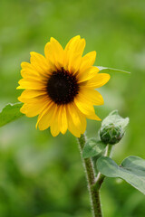 sunflower in the garden