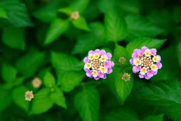 pink and white flowers