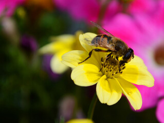 bee on flower