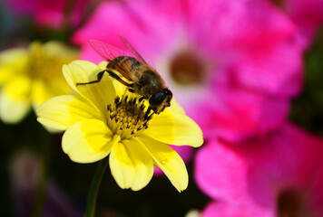 bee on flower