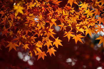 autumn leaves background