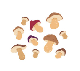 Forest mushrooms. Season decorative design. Isolated vector colorful element on a white background. 