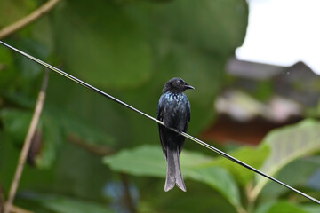 blackbird on a branch