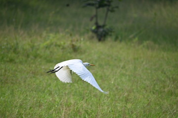 white stork in flight