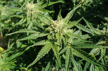Cannabis blooming buds close-up. Marijuana bush with big trichomes on flowers. Adult fresh plant. Strain Gorillla Glue, GG4.