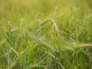 Close up of a wheat field