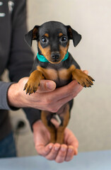 pygmy pinscher puppies