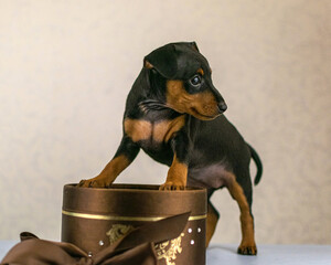 pygmy pinscher puppies