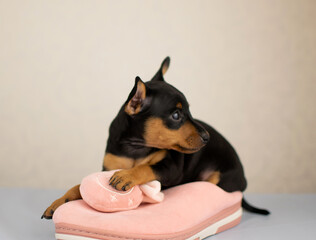 pygmy pinscher puppies