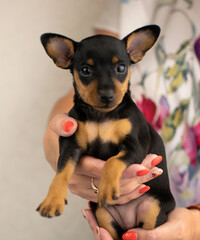 pygmy pinscher puppies