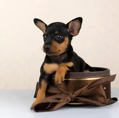 pygmy pinscher puppies
