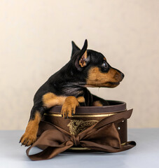 pygmy pinscher puppies