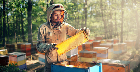 The beekeeper pulls out a frame with honeycombs from a bee hive. Harvest honey in the apiary.