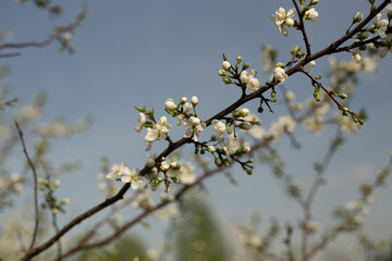 Blooming apple tree close-up, background blue sky