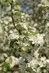 Blooming apple tree close-up, background blue sky