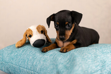 pygmy pinscher puppies