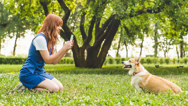 Caucasian young woman teenager girl student taking photo of her dog welsh corgi while walking taking care of pet together in park garden forest.