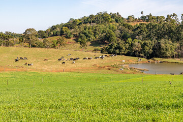 Farm field with herd, lake and forest