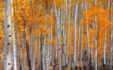 Bright yellow Aspen trees in peak autumn time in Colorado