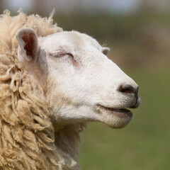 Portrait of a Flemish ewe sheep
