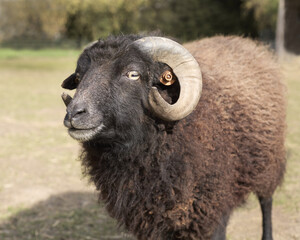 Portrait of male black ouessant sheep