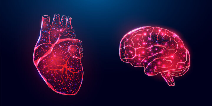 Human heart and brain. Wireframe low poly style. Abstract modern 3d vector illustration on dark blue background.