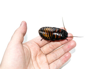 Beautiful huge Madagascar Hissing Cockroach crawls on human hand