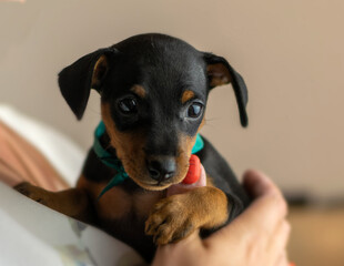 pygmy pinscher puppies