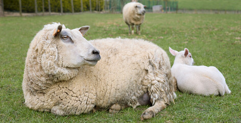 White Flemish sheep with lambs