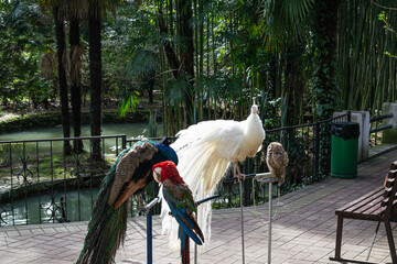 Unhappy tortured birds - red parrot Ara and peacocks, in the park of the Sochi city, Russia. Large...