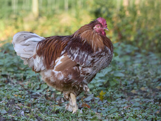 Naklejka na ściany i meble Red rooster standing in the garden