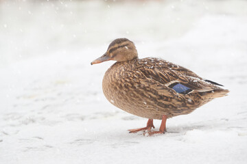 Female wild mallard duck isolated in the snow