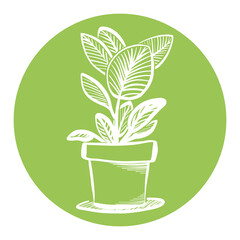 Ficus elastica tree or aspidistra houseplant sketch, potted rubber fig plant circle icon, sticker, label.