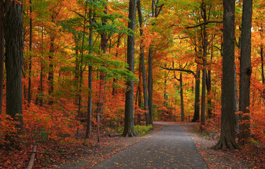Bright autumn trees by scenic walking trail in Michigan state park - obrazy, fototapety, plakaty