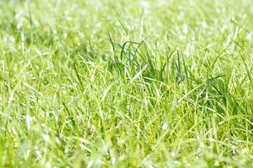 Green grass in sunlight, close-up, background and texture