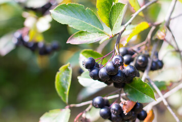 Black ashberry tree with ripe berry, close-up of a branch in the garden