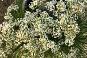 Obraz premium Close up of Garden Chive Flowers in Garden