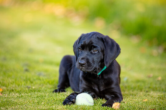 An eight week old black Labrador Retriever puppy is lying on a green lawn in Finland.