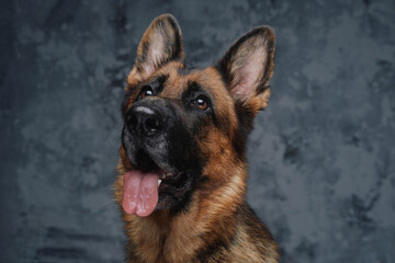 Headshot of cheerful german shepherd with brown fur