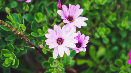 Obraz premium pink flower