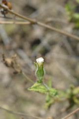 White campion