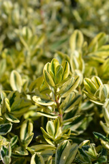 Variegated Andersons hebe