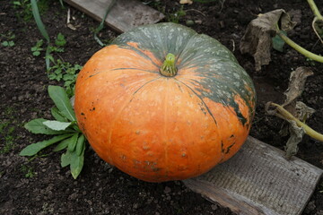 yellow pumpkin in the garden